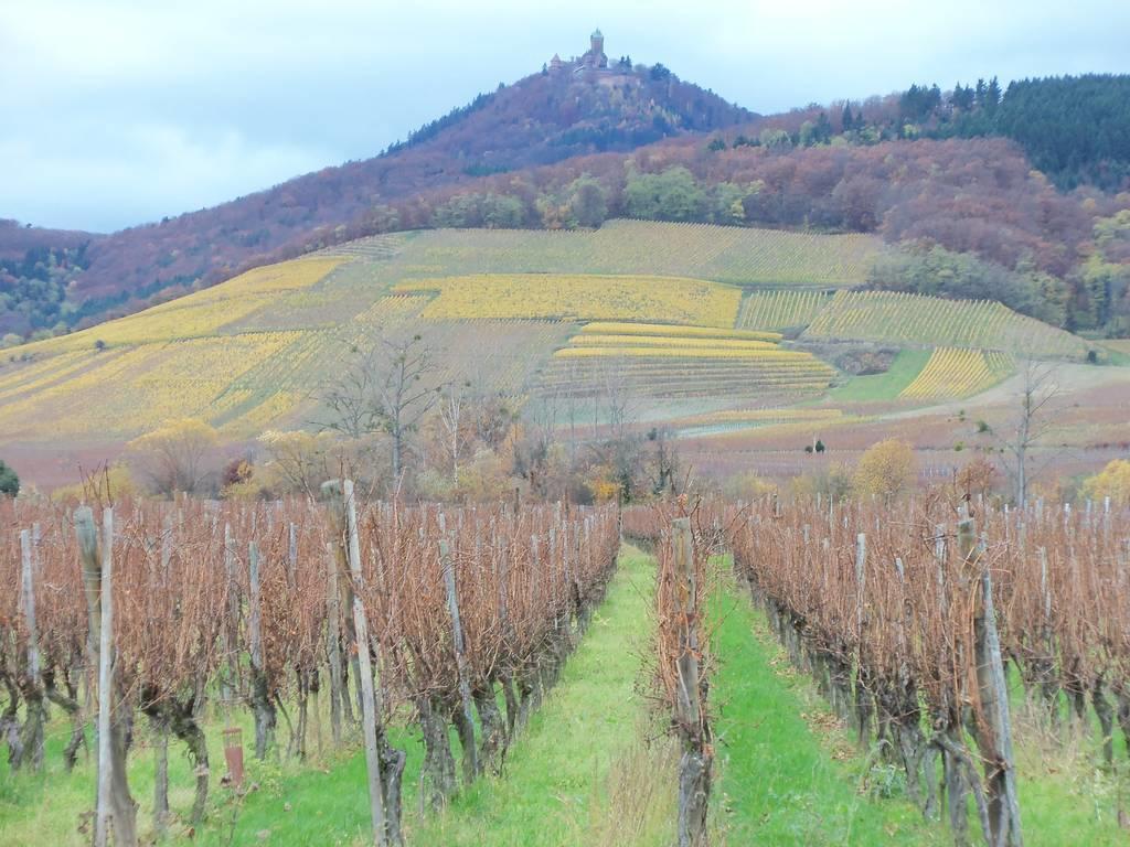Apartment Route Du Vin Centre Alsace Orschwiller Room photo